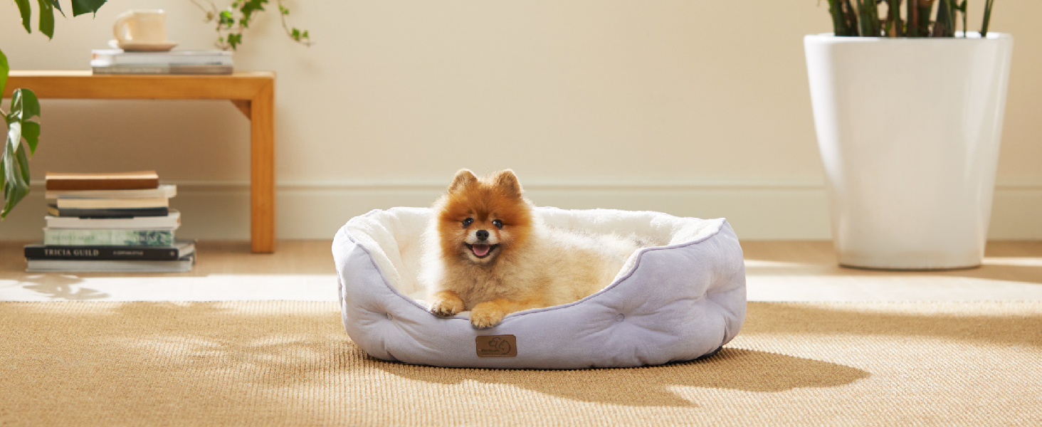 Rundes graues Hundebett mit flauschiger weißer Innenseite, in dem ein kleiner pommerscher Hund lebt. Das Bett steht auf einem beigen Teppich in einer häuslichen Umgebung