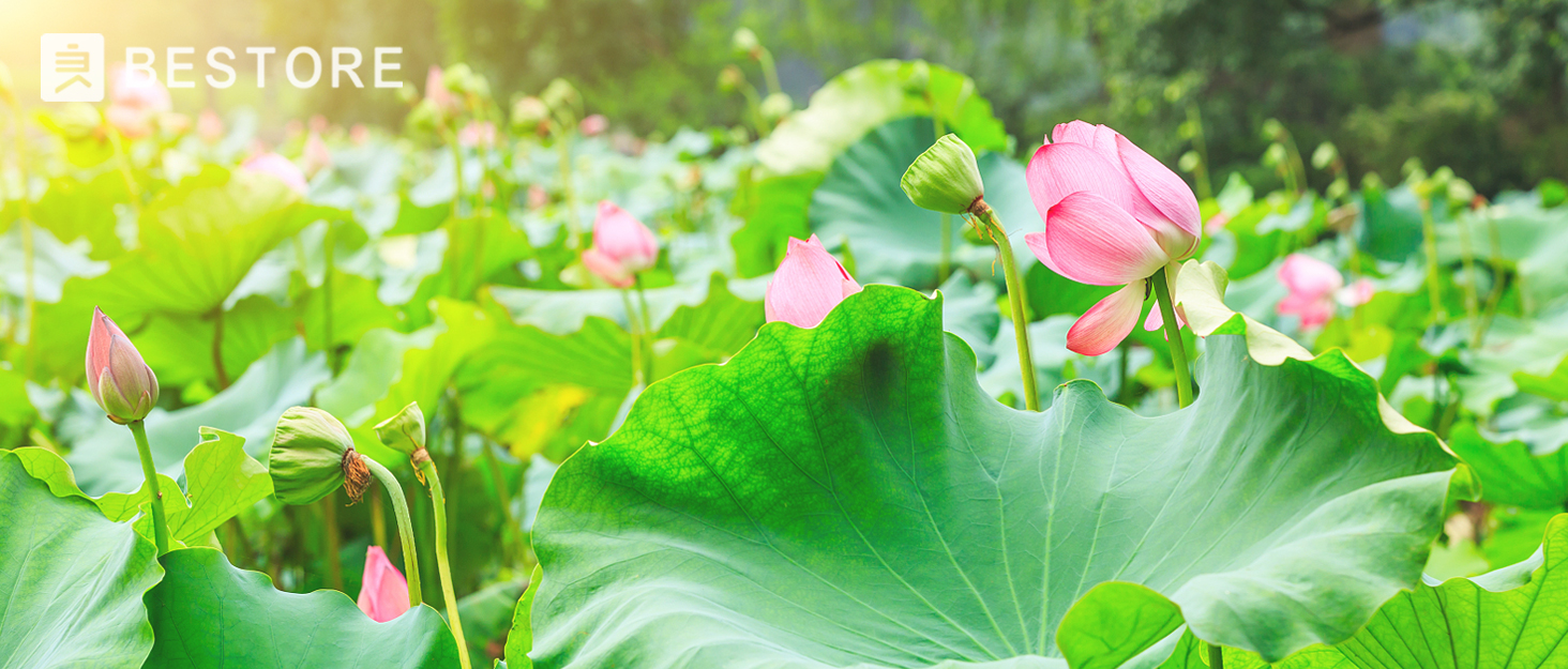 Lotus root powder