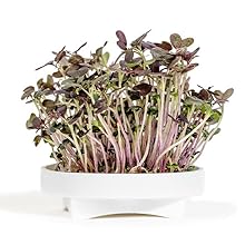 Microgreens Red Mustard