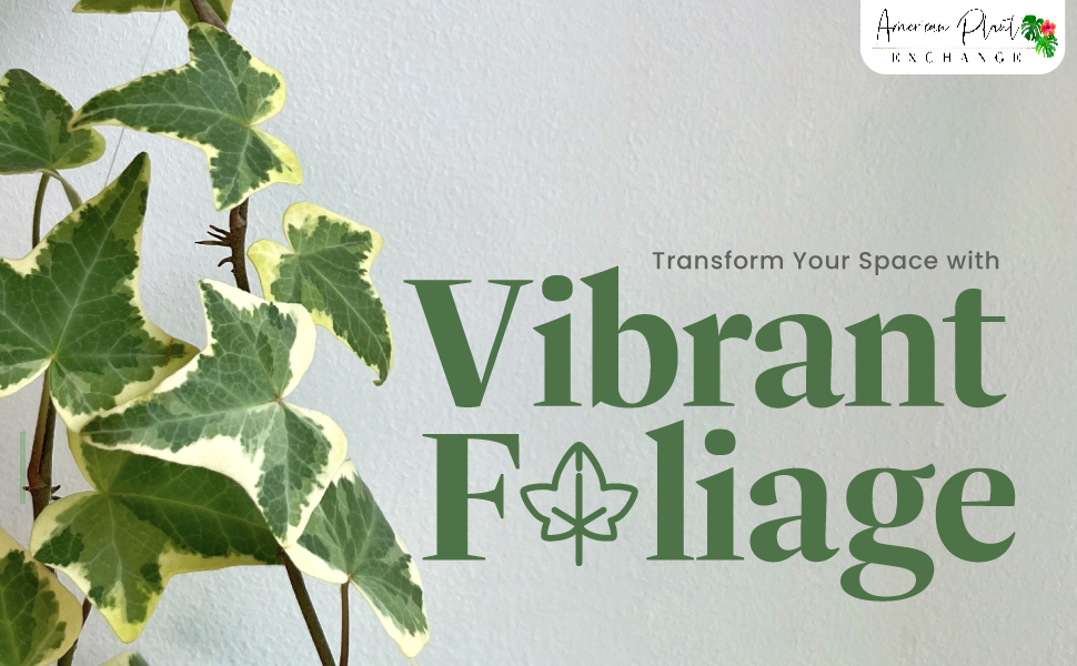 Amazon.com : American Plant Exchange English Ivy – Live 6