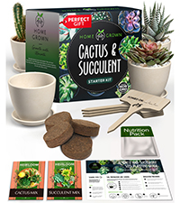 cactus, succulent, planting, gift, starter kit