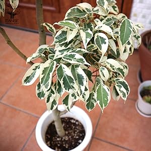 Roo2u8c7ua8ptm Roo2u8c7ua8ptm