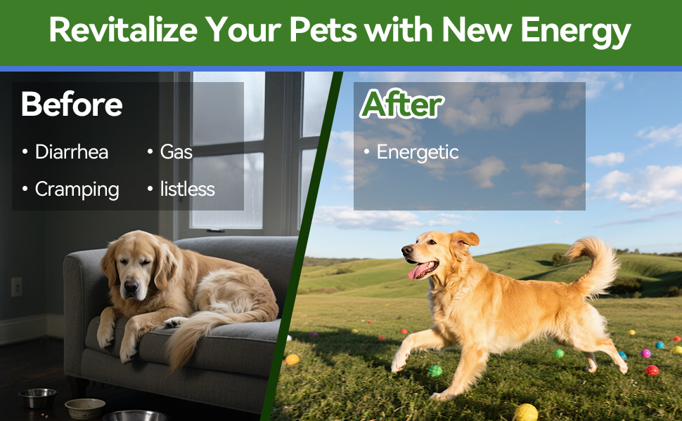probiotics for digestive health puppy probiotic gut health for dogs dog gut health probiotics