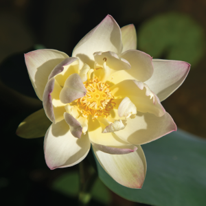 Safe for fish, pets, birds, and other aquatic life.