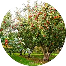 omega 3, omega 3 fatty acid, vegan omega 3, vegan omega 3 supplements, vegan omega 3 for kids