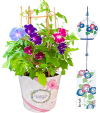 あさがお様 Amazon.co.jp: 朝顔の種 江戸風情 50粒+α あさがお : おもちゃ