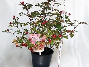 Amazon.co.jp: ITANSE ローズヒップ センセーショナル