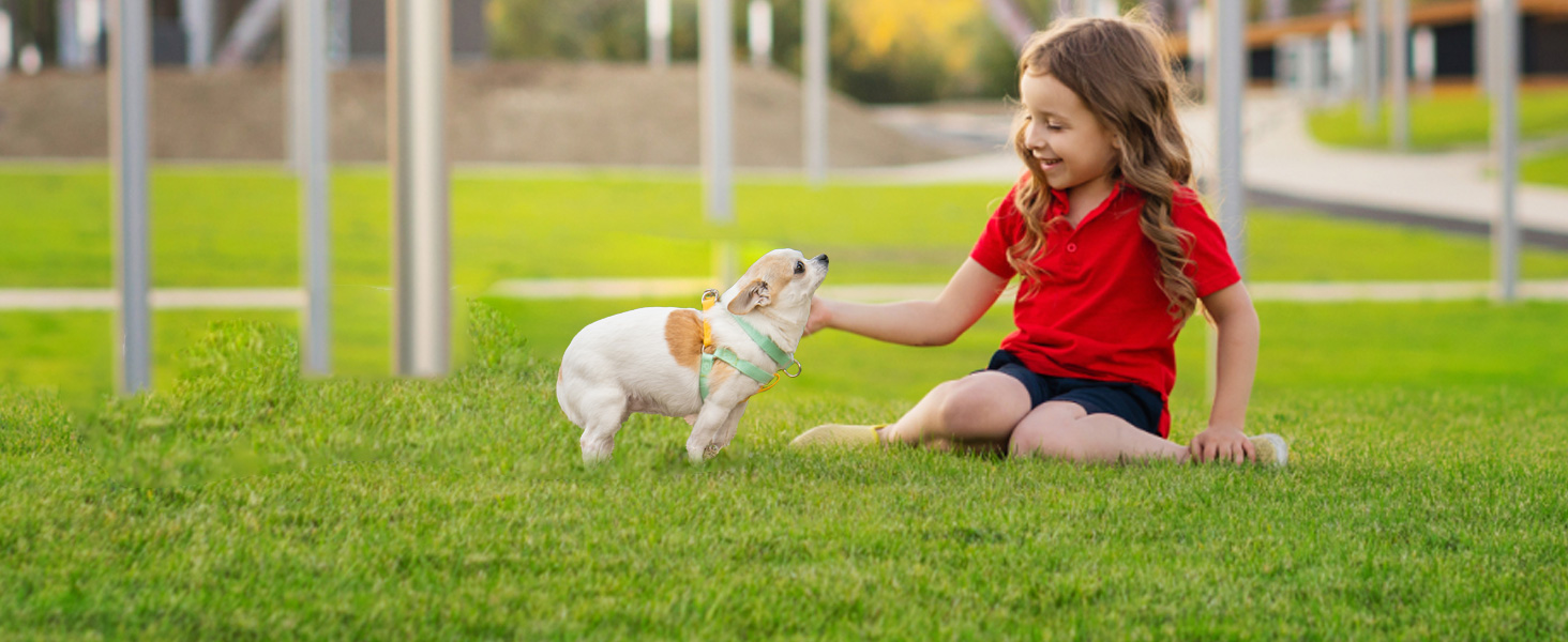 AIITLE Step in Dog Harness & Leash & Collar