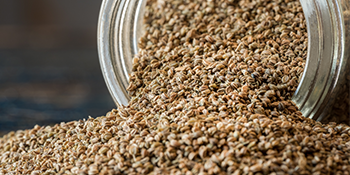 whole celery seeds