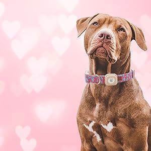pink dog collar
