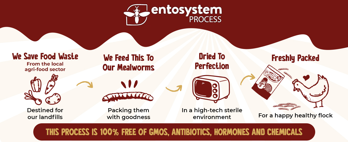 black soldier fly larvae; dried soldier fly larvae; insect larvae for chickens