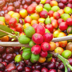 Apaneca, El Salvador in the nursery