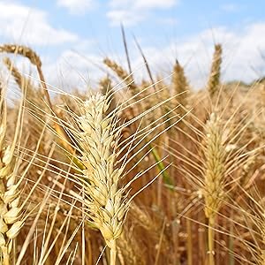 ponette natural fibra de trigo cepillo de pelo ecológico reciclable sostenible