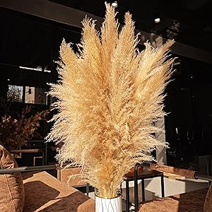 pampas grass tall