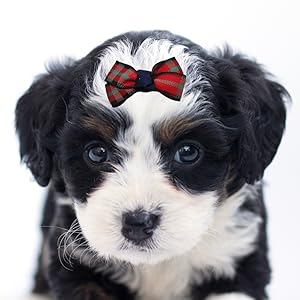 Kleine Hunde Bowknot 