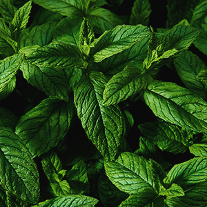 MINT FLAVOR Organic, Kosher, Non-Irradiated