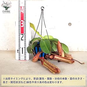 特③現品限り超特大な壺を持つネペンテス・ミランダ Amazon.co.jp: ネペンテス ミランダ 5号吊り鉢【品種で選べる食