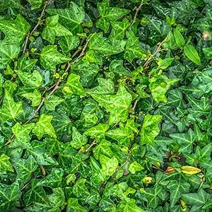 anticellulite cellulite incrustée creme raffermissante corps