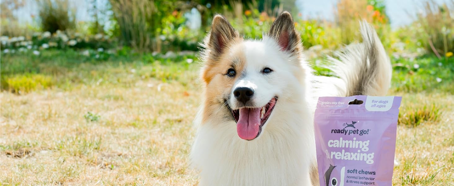 calming chews for dogs l theanine anxiety dog treats composure happy gut skin support paws