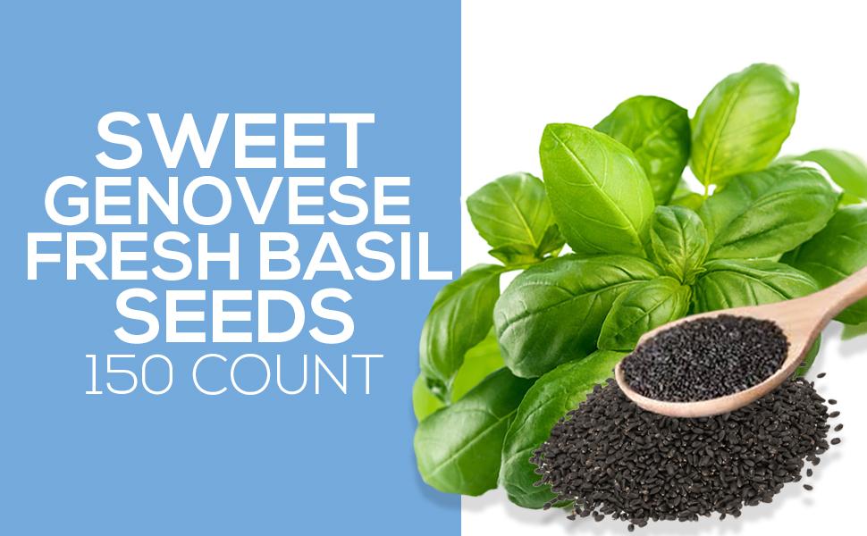 Genovese Basil Seeds for Planting Heirloom NonGMO USA