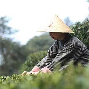 Tea Girl 1