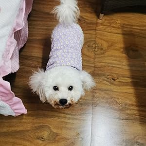犬の服