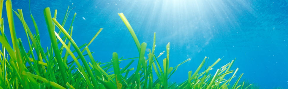 omega 3 nutripure vegan solgar bio vegetal d3 vitamine vitavea vit4ever vegavero algae epa dha 2000