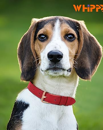 dog collar (6)