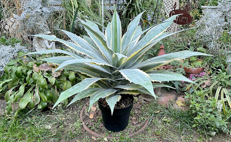 Agave hero 5