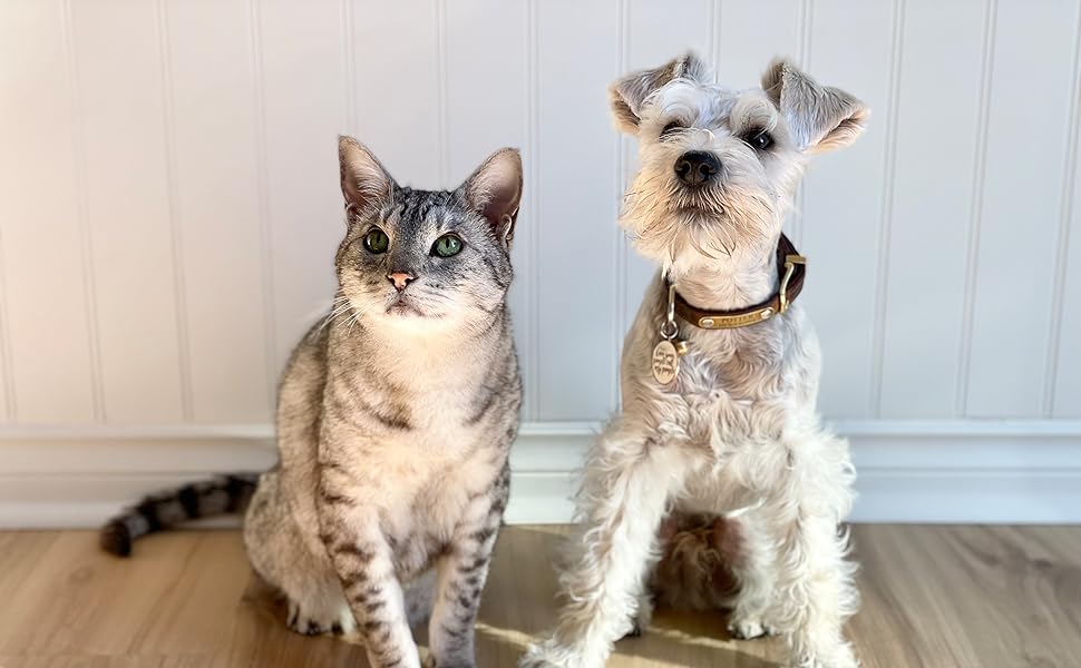 Pet Cat Dog Puppy Kitty