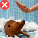 dog toy squirrel plush interactive plush agressive chew small medium large dogs dog chew plush pet