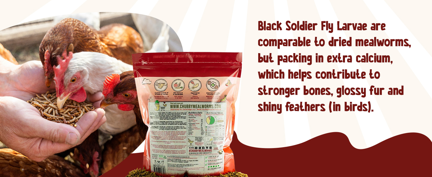 black soldier fly larvae; dried soldier fly larvae; insect larvae for chickens