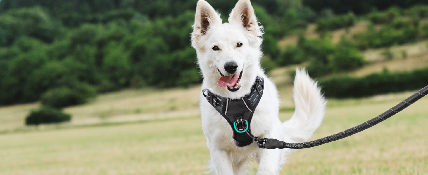 No pull dog harness