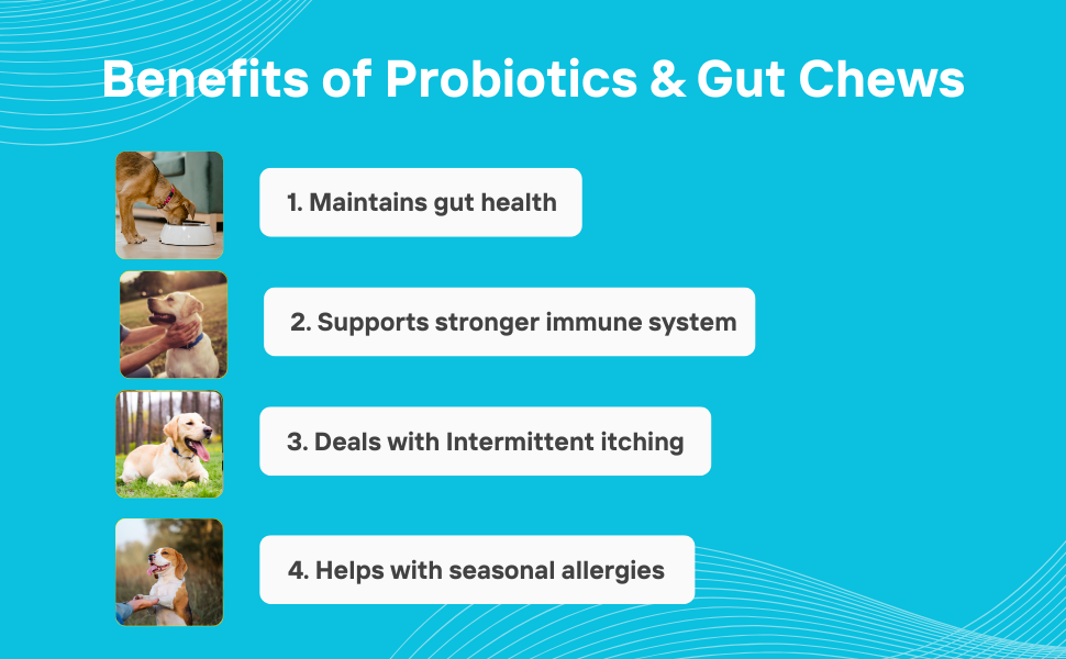 supplement for dogs, dog supplement, porbiotics for dogs