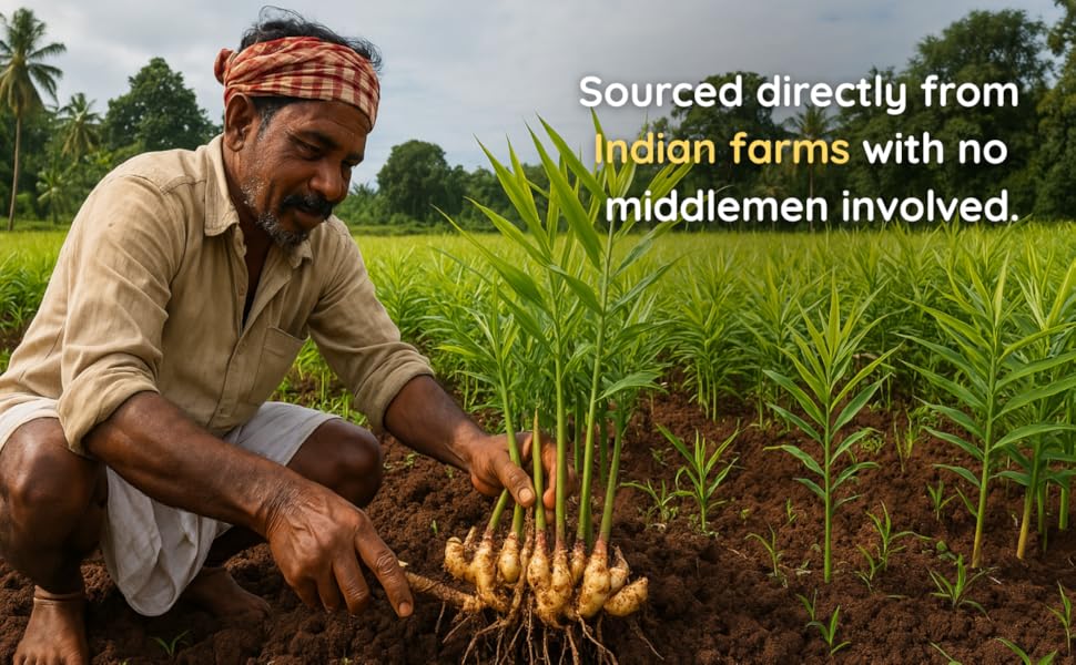 green tea with lemon turmeric bags organic shots wellness lemon and variety honey ginger crystals