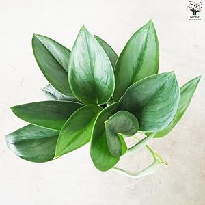 Amazon｜スキンダプサス ムーンライト 3.5号 陶器鉢 1個売り