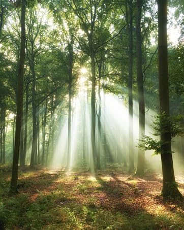 Sunlight filtering through the forest