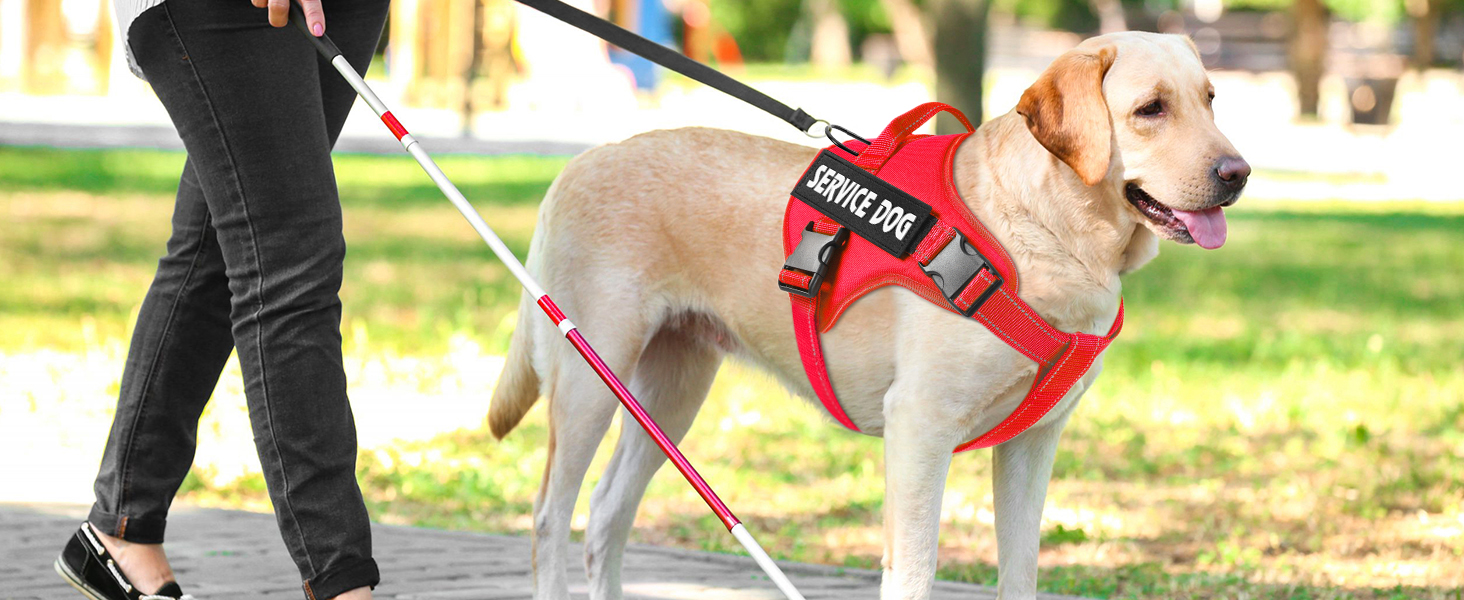 red service dog harness