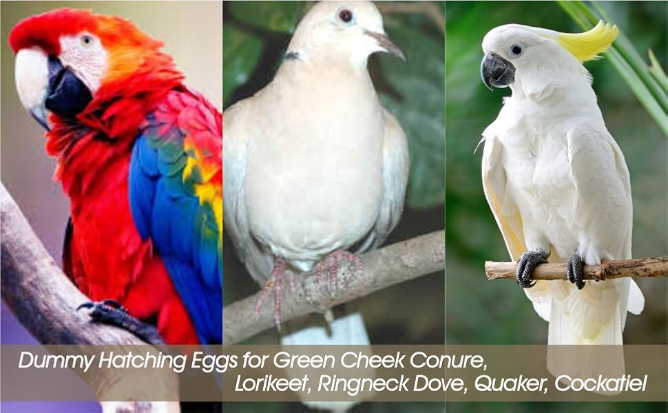 Solid Plastic Parrot Eggs - Dummy Hatching Eggs for Green Cheek Conure, Lorikeet, Ringneck Dove