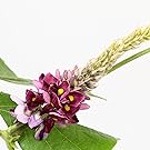 Japanese arrowroot