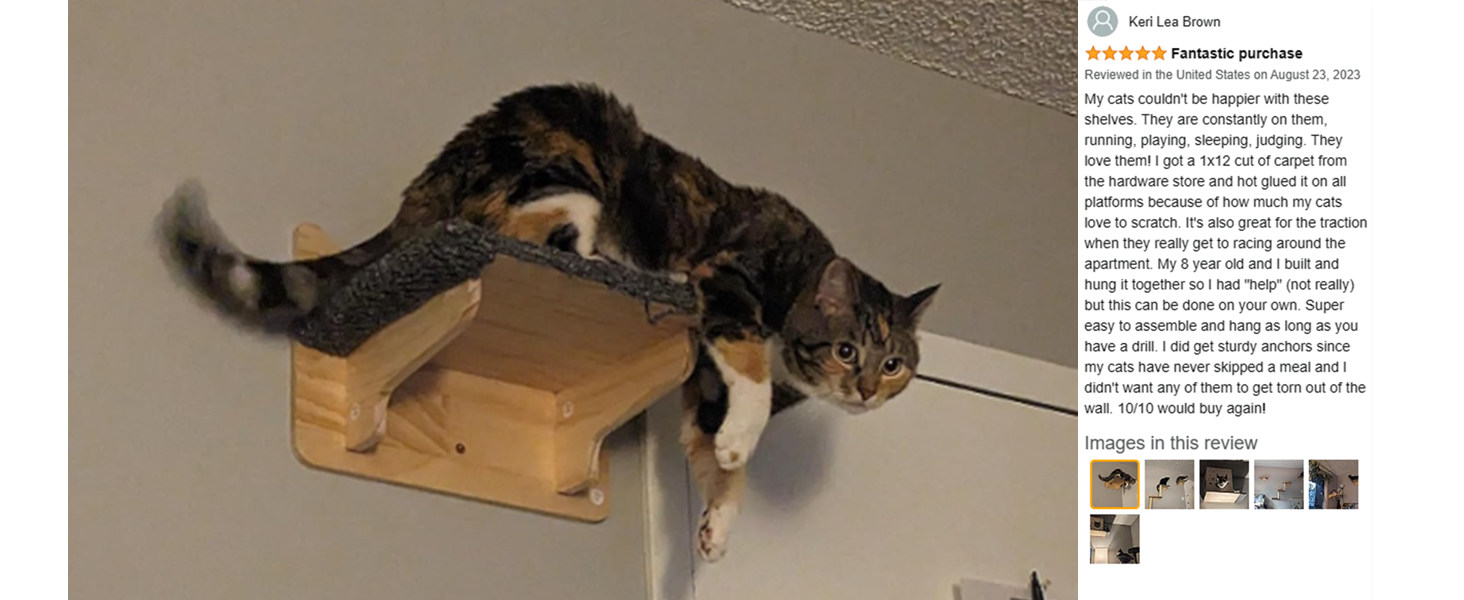 cat perches