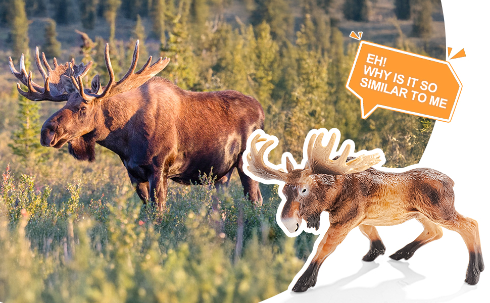 Animals for Toddlers 3-5