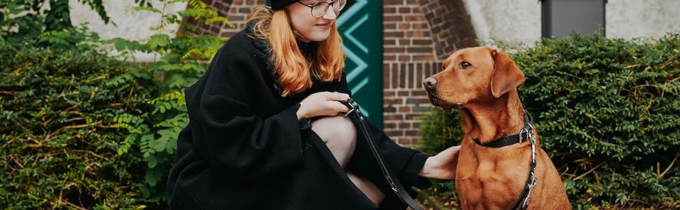 Außenszene mit einem braunen Hund, der ein Geschirr trägt, auf einem gemauerten Weg in der Nähe eines gewölbten Eingangs mit viel Grün.