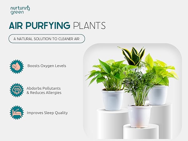 Nurturing Green® Combo of Air Purifying Indoor Live ZZ & Snake ...