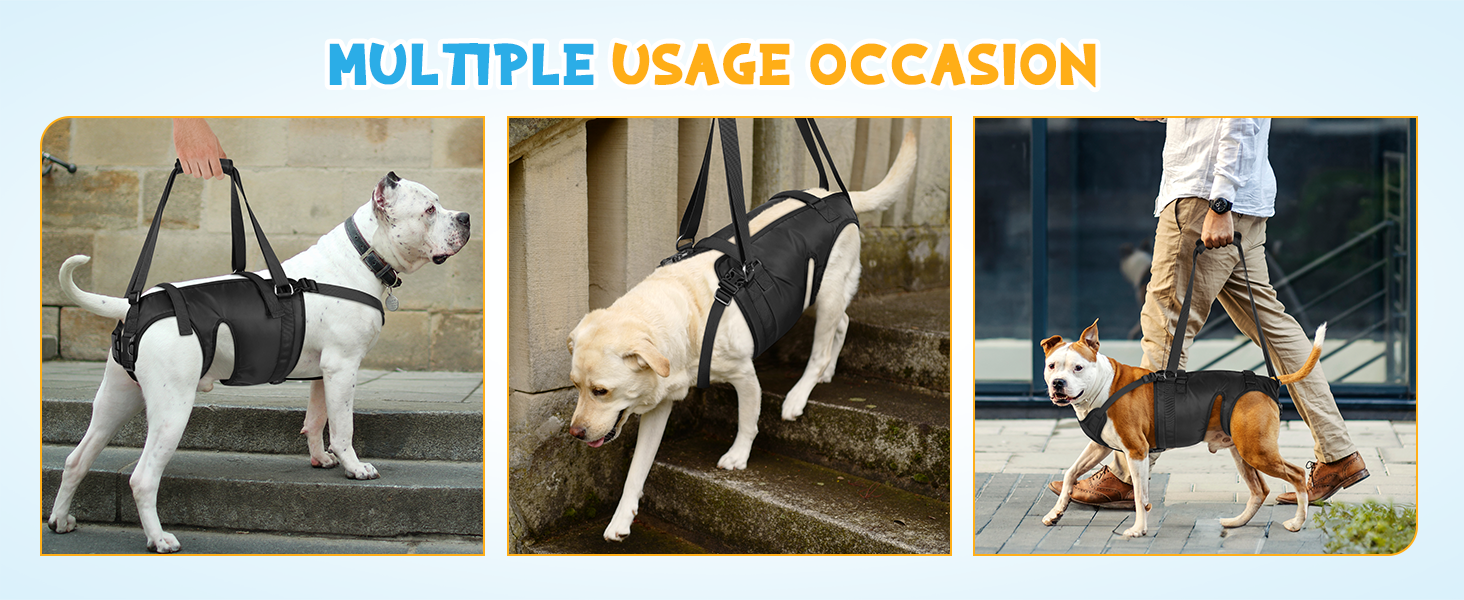Dog lift harness