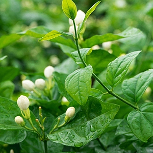 Jasmine Dragon Pearls