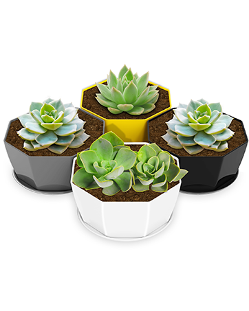 Plant Pots