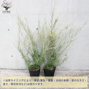 Amazon.co.jp: グレビレア・センパフローレンス 5号ポット苗