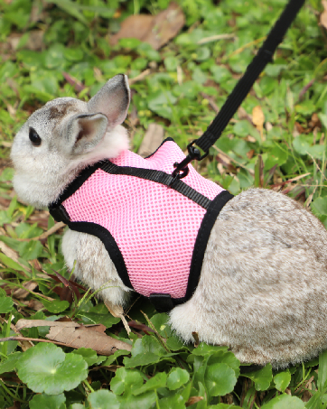 rabbit harness