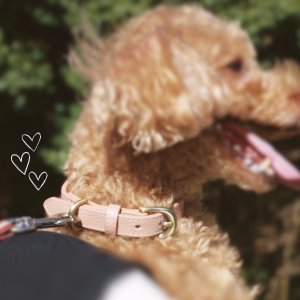 愛犬の首輪 Amazon | Amidiio（アミーディオ） 犬 首輪 小型犬 革 【愛犬に